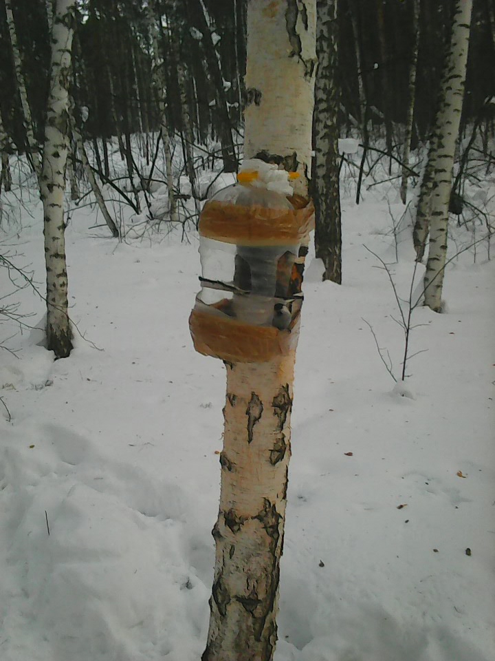 Интересное наблюдение за птицами у кормушки