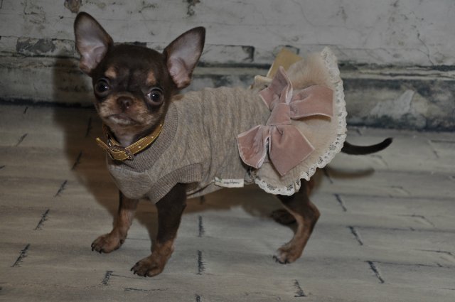 Моя!!! Хоуп от Кайе Виггз. Я верю в чудеса... А Вы?)