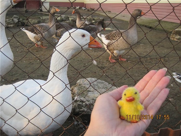 Дружок — Интересные игрушки и фигурки (разное): редкие