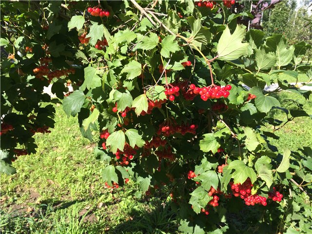 Светлая Галадриэль, или путешествие по Эльфийскому лесу | Бэйбики Светлая Галадриэль, или путешествие по Эльфийскому лесу