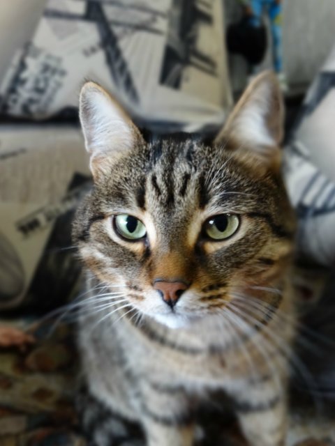 Малышка реборн Пейдж примеряет крестильное платье (фото 4)