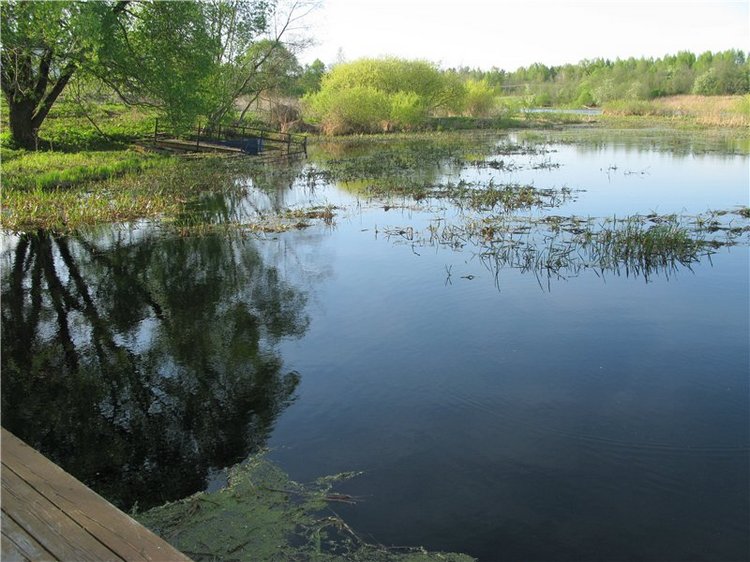 Прогулка с Райли. Riley от автора Helen Kish