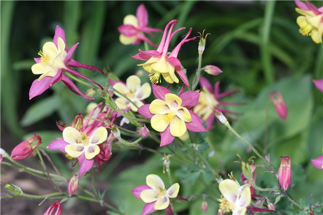 Аленький цветочек, сказка