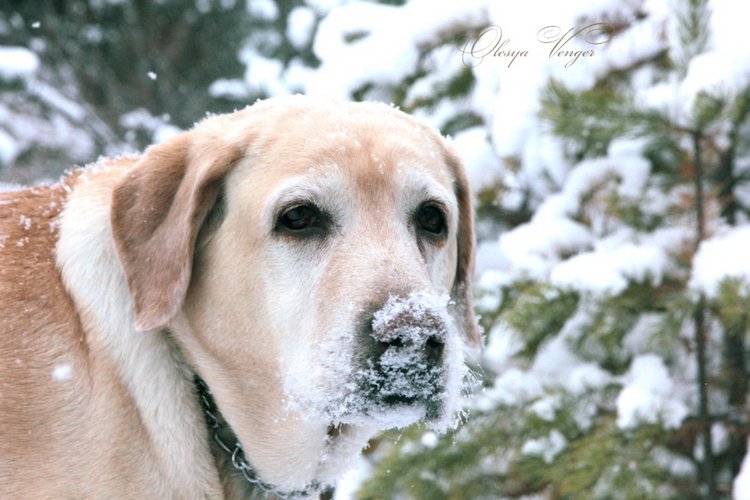 Любите ли вы Зиму так, как люблю ее я? Нэлли, кукла реборн Олеси Венгер