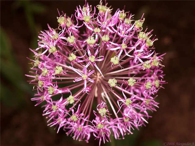 Первый снег. Или необыкновенное превращение снежинки