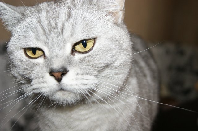 Azalea Kimberly Lasher и другие дюймовочки