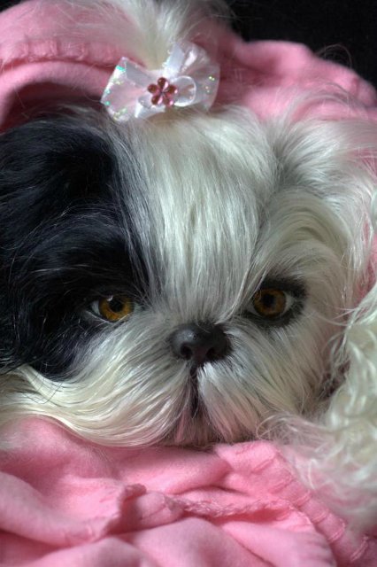 Маленький Ши-цу из молда "Принцесса"(мопс).Работа американского мастера (фото 4)