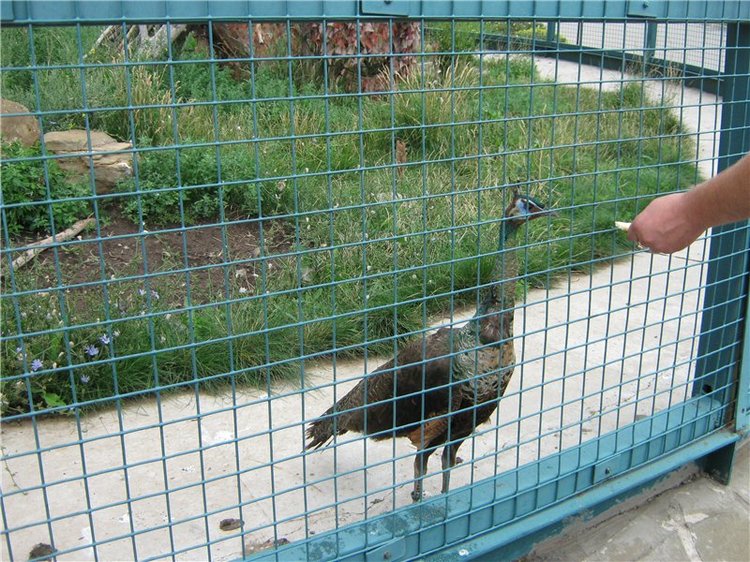 Пупсы Nines Artesanal D'Onil в Ижевском зоопарке (фото 2)