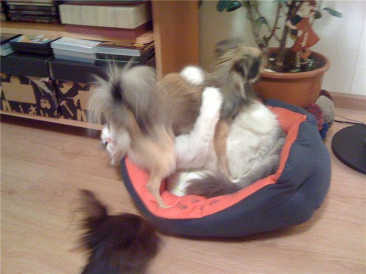 Учимся крепко спать — Болталка и разговоры обо всем: жизнь (фото 8)