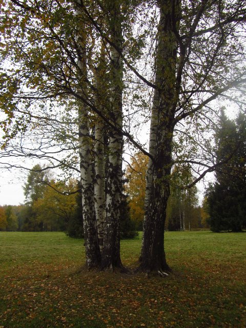 Забреду сегодня в парк осенний