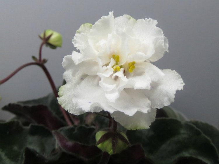 Еще немного о сумасшествии