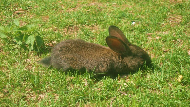 Ах, лето красное! Антикварная кукла Верочка (фото 9)