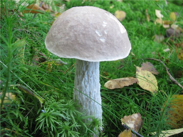 Прогулки Эмили по осеннему лесу | Бэйбики Прогулки Эмили по осеннему лесу (фото 10)