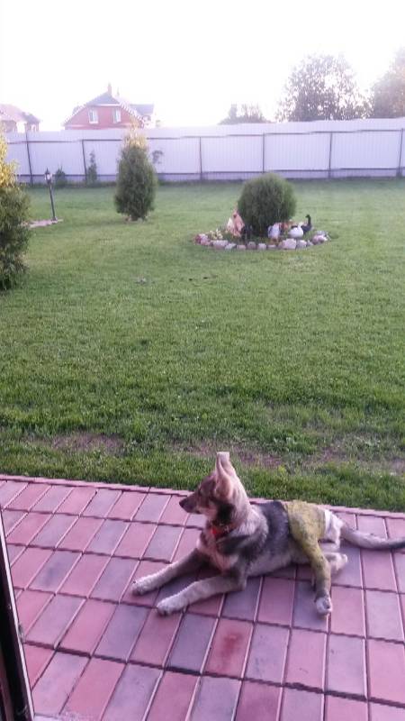 Наше участие в конкурсе Кукла и питомец | Бэйбики Наше участие в конкурсе Кукла и питомец (фото 5)