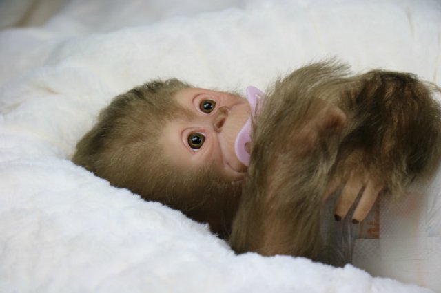 Мартышка - малышка... Куколка реборн Виктории Вишни (фото 3)