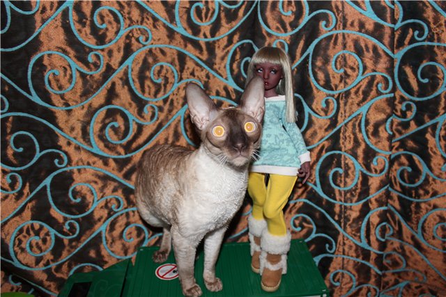 Просто Маня... Манон, Лилликэт