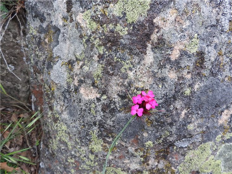 Любителям маленьких кукол