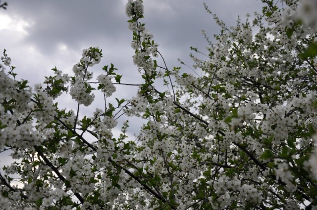 "Первый майский день..." Оливия от Helen KISH