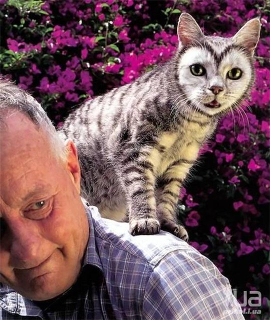 Кошачий позитив — Интересное и необычное: фотоподборки