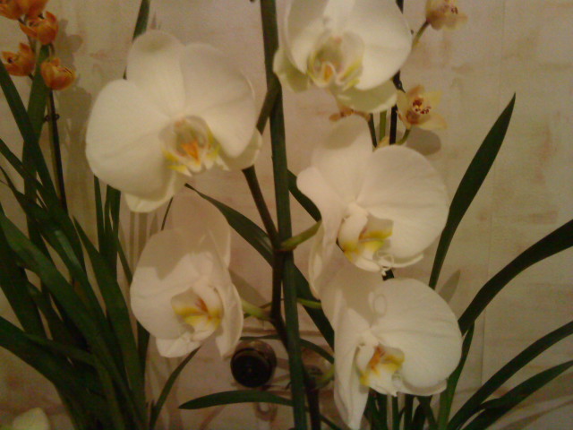 Не только куклы — Другие хобби и увлечения: сад (фото 5)