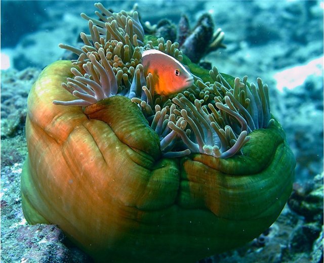 Русалочка (по мотивам сказки Ганса Христиана Андерсена) (фото 7)