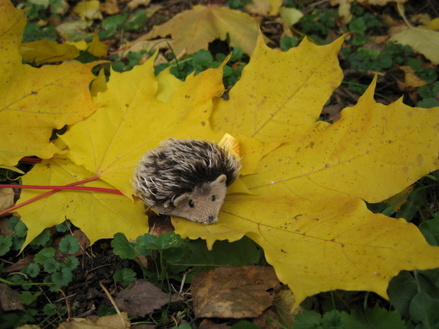 Неожиданная находка! Элис, PukiFee Ante (фото 4)