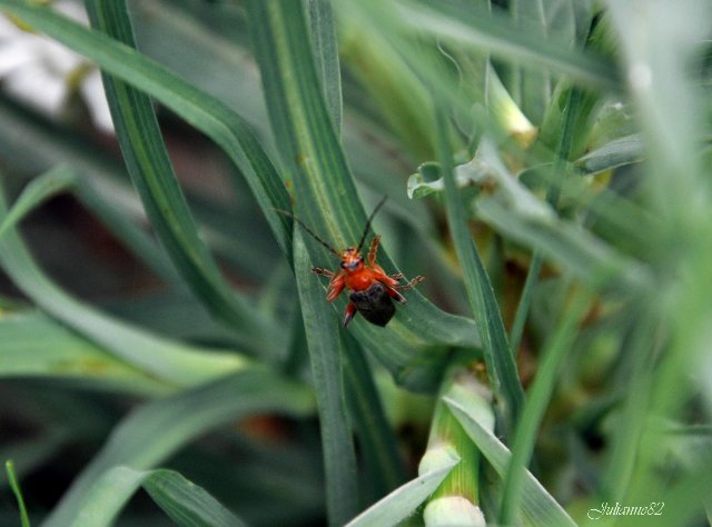 Olivia от Helen KISH
