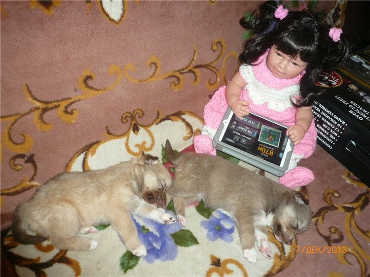 Куклы и собаки. Радость в нашем доме