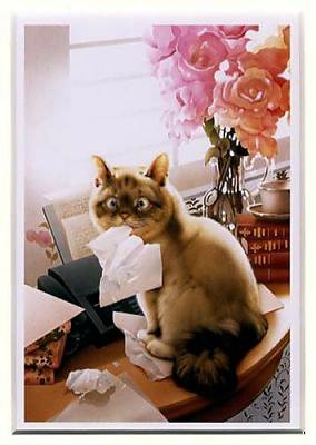 «Мяу» особого назначения или Весенняя кошкотерапия