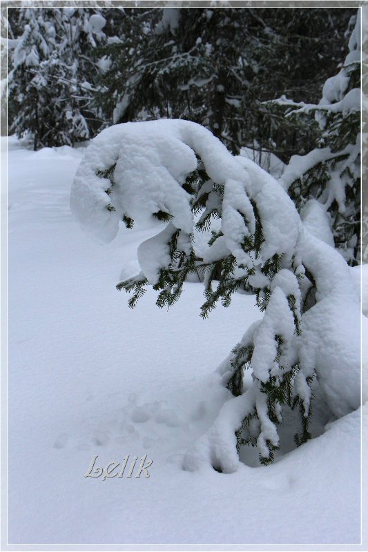 12 месяцев, или как Тамира за подснежниками ходила ) (фото 6)