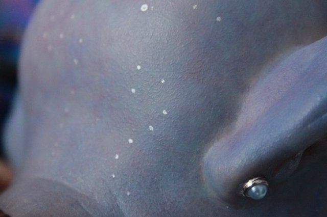 Поону (Полина) аватарёнок - кукла Элины Кудрявцевой