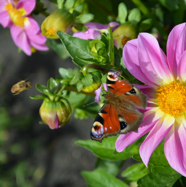 Охота на бабочек — Болталка и разговоры обо всем: жизнь