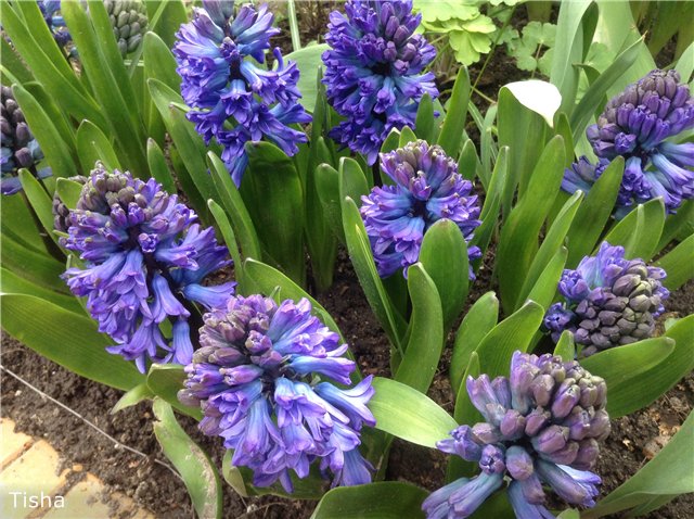 Маленькие садовники или весна в Аптекарском огороде