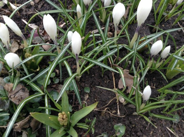 Прогулка по парку с этническими куколками Adora, Tonner, Oldenburg, Creedy (фото 10)