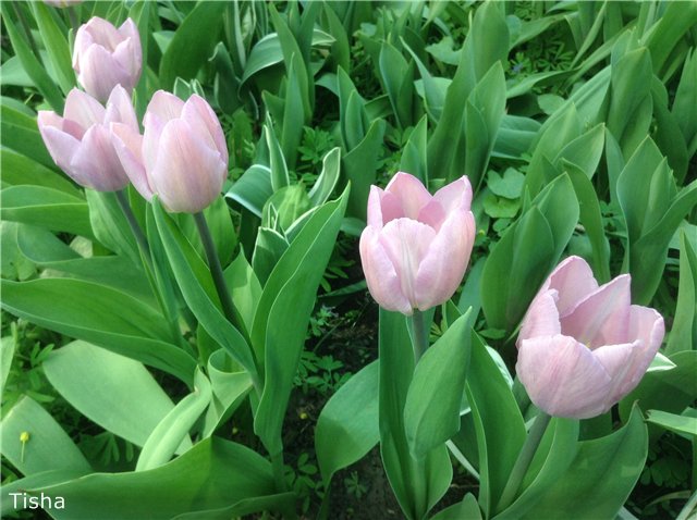 Летние наряды для моих любимок