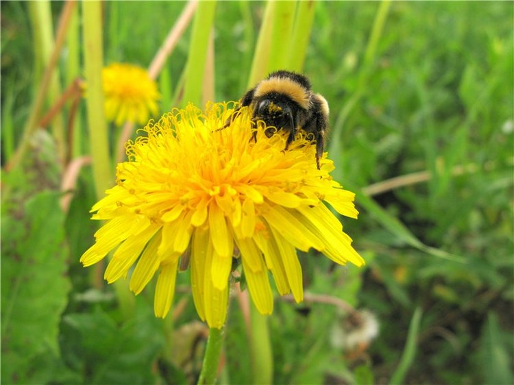 46-ой Пушкинский праздник поэзии в Берново. Часть вторая