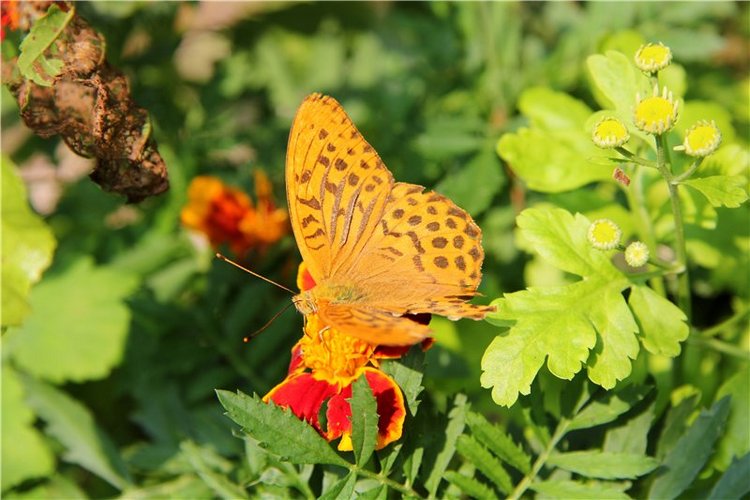 Иваниши. Храм Успения Пресвятой Богородицы