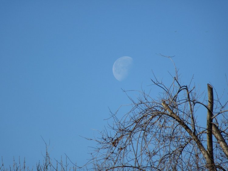 Утренняя прогулка в парке Горького с Соломоном и Анхен, или О сложностях гуляния с собакой и куклой одновременно