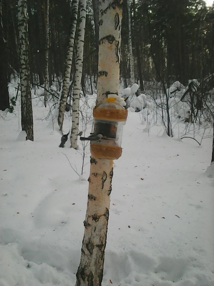 Интересное наблюдение за птицами у кормушки