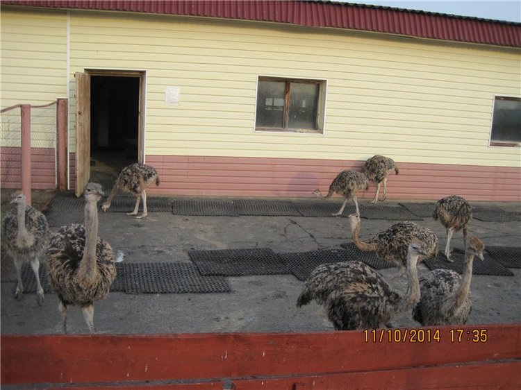 Дружок — Интересные игрушки и фигурки (разное): редкие (фото 7)