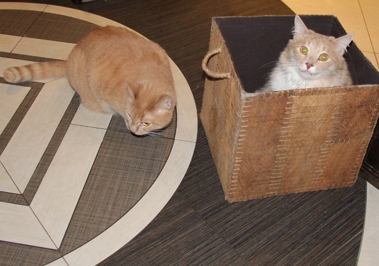 Уголочки мои драгоценные-2. Год спустя. Часть вторая, виниловая, авторская и всякая