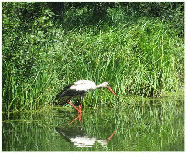 Из жизни гномиков Rosemarie Anna Muller