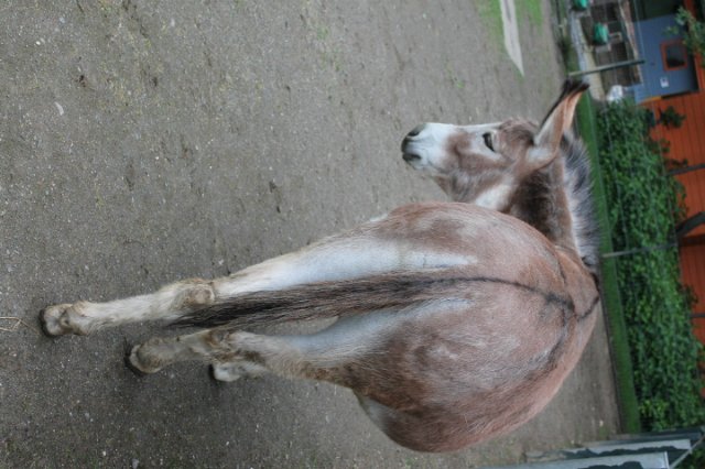 Раз, два, три, четыре, пять... Вышел ослик погулять | Бэйбики Раз, два, три, четыре, пять... Вышел ослик погулять