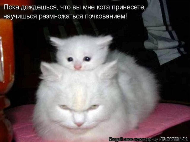 Кошачий позитив — Интересное и необычное: фотоподборки (фото 6)