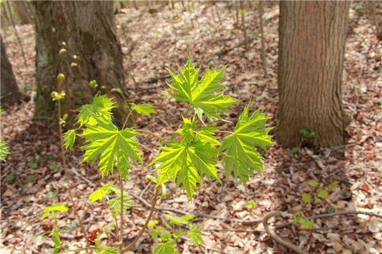 Сказочное Василёво. Реплика антикварной куклы Bébé BRU JNE от автора Branka Schärli