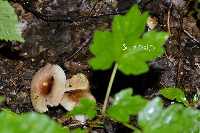 Софи и уикэнд в лесу — Аниме куклы (MJD/Винил): Imomo