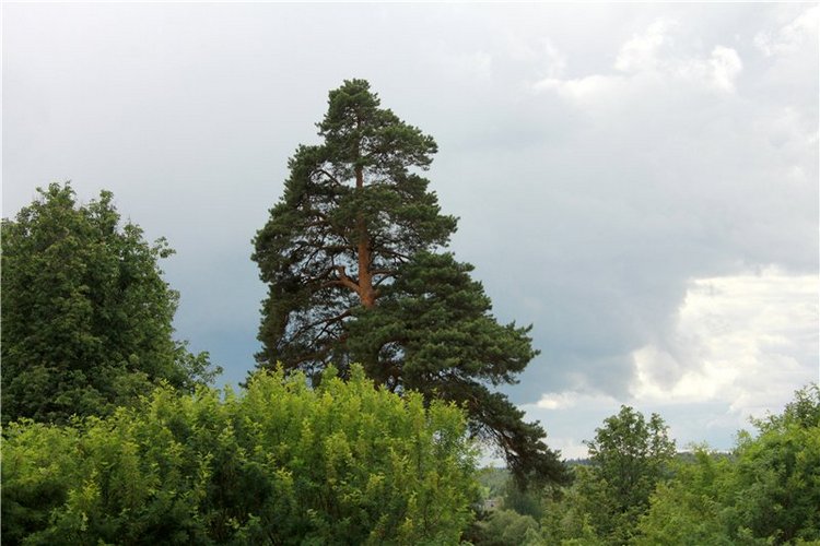 46-ой Пушкинский праздник поэзии в Берново. Часть вторая