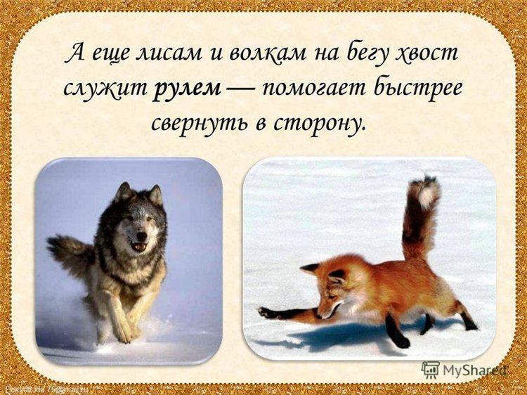 Когда я буду именинник, куплю я хвостик за полтинник. Мне продавец измерит рост и подберет по росту хвост (фото 5)