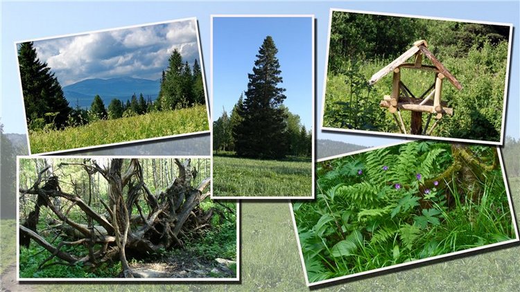 Национальный парк "Зюраткуль". ( 1ч. Хребет "Зюраткуль") (фото 10)