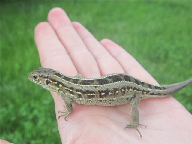 Люська(год со мной) — Одежда и обувь для кукол BJD (БЖД): 1/3